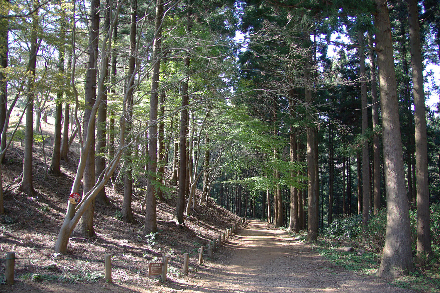 Tokyo Hiking -5 Great Trails to Escape from Busy Crowds - JTB Travel