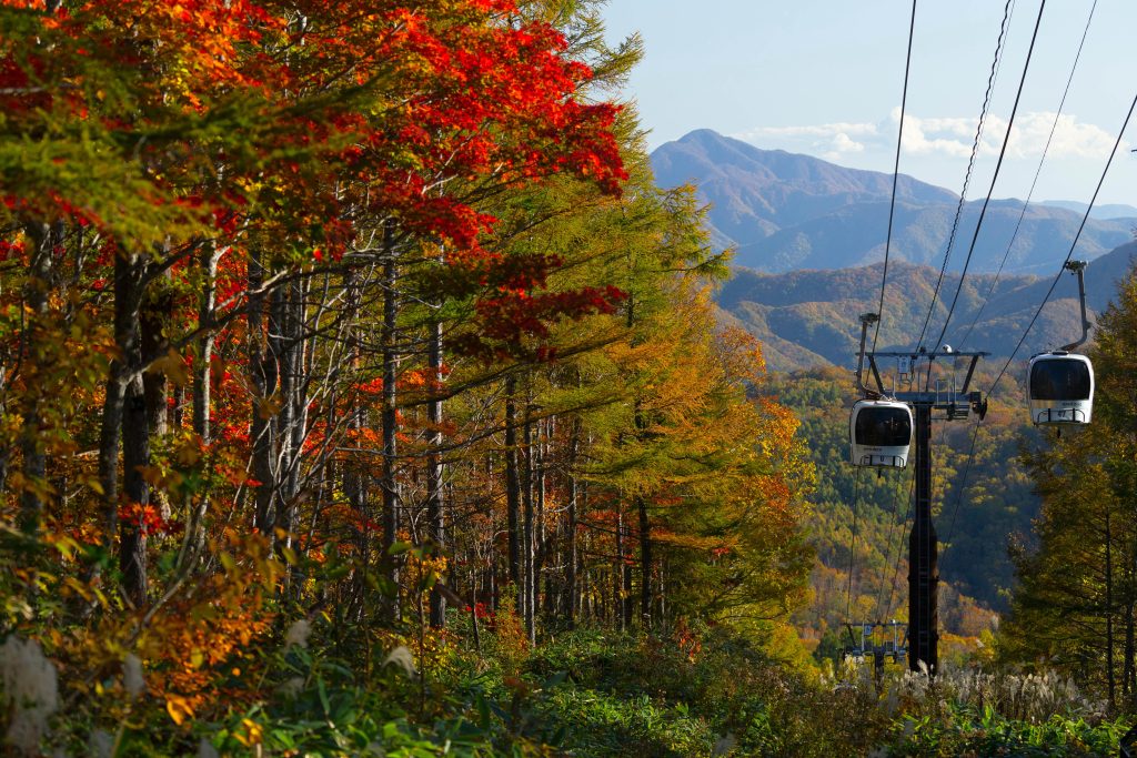 Momiji